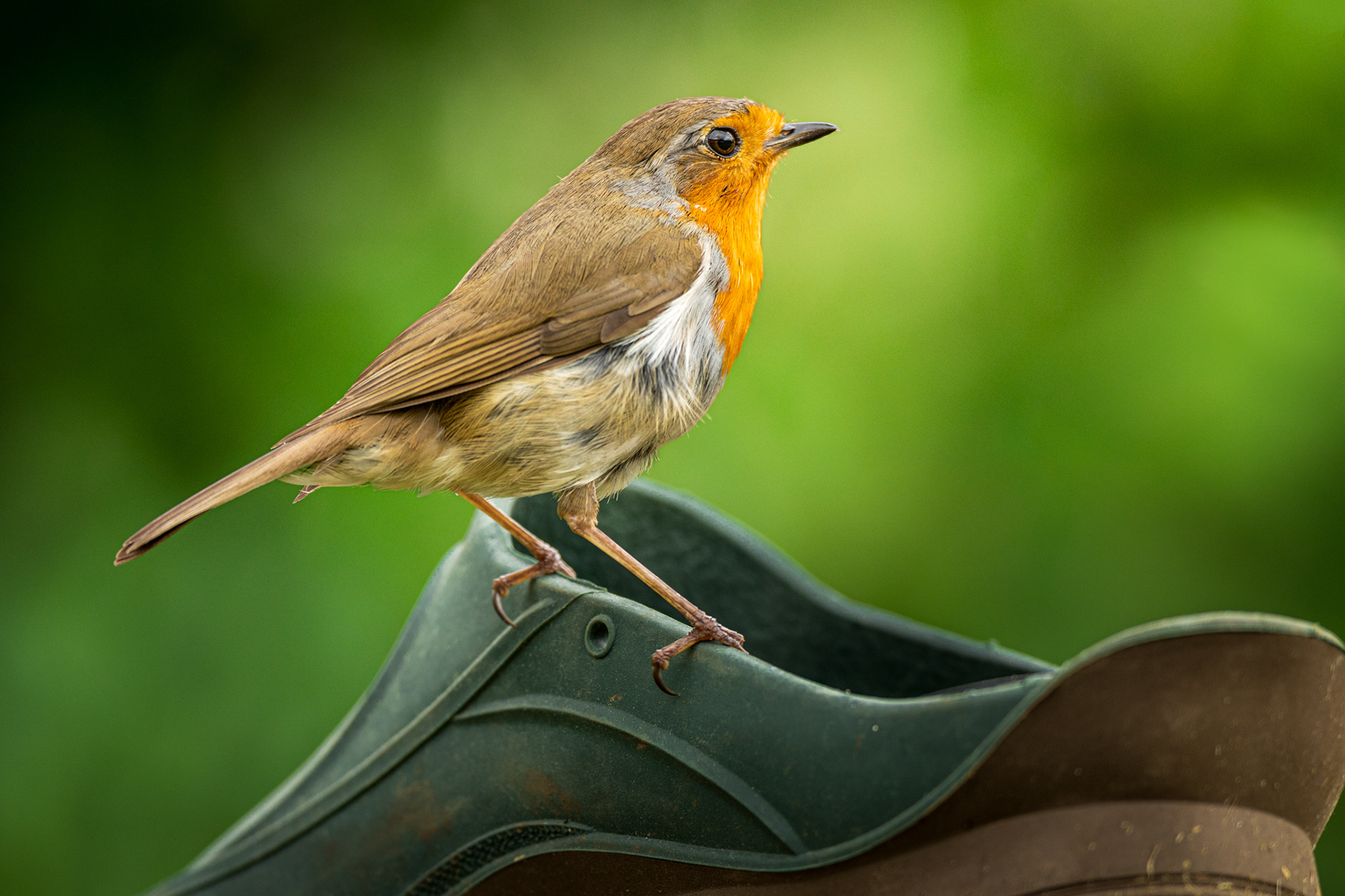 A robin perched on a gardening shoe