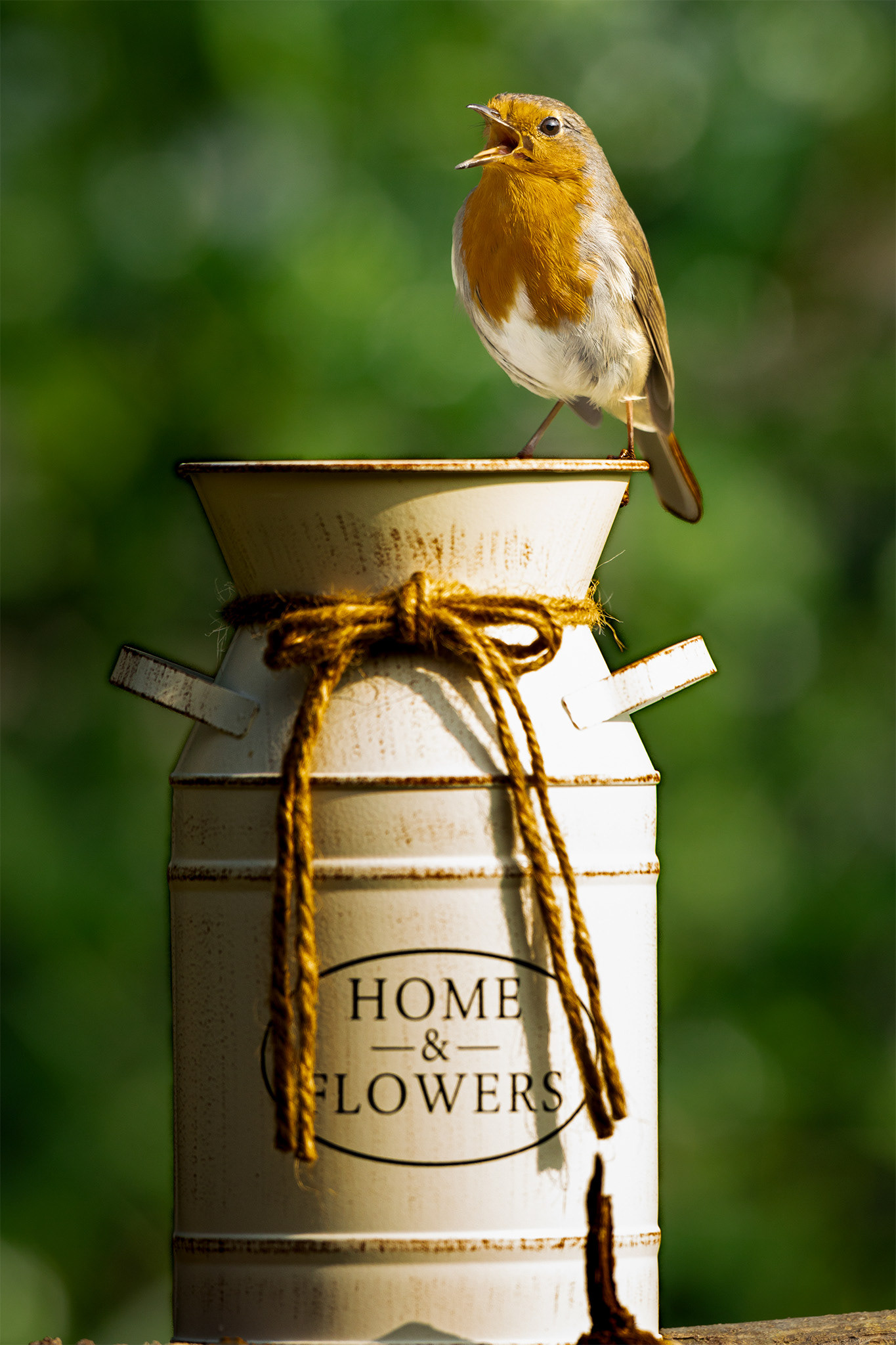 A robin sing on an old milk urn