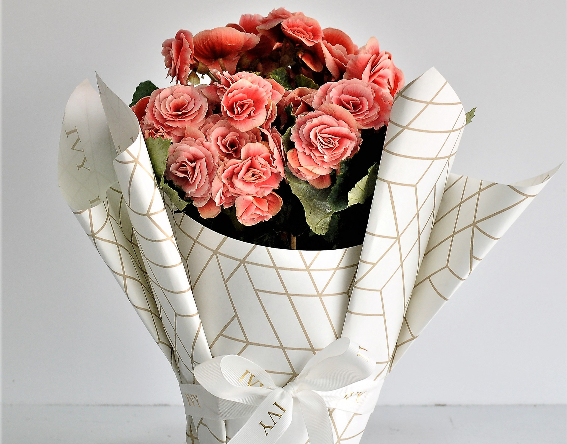 ivy chocolates & flowers Plants