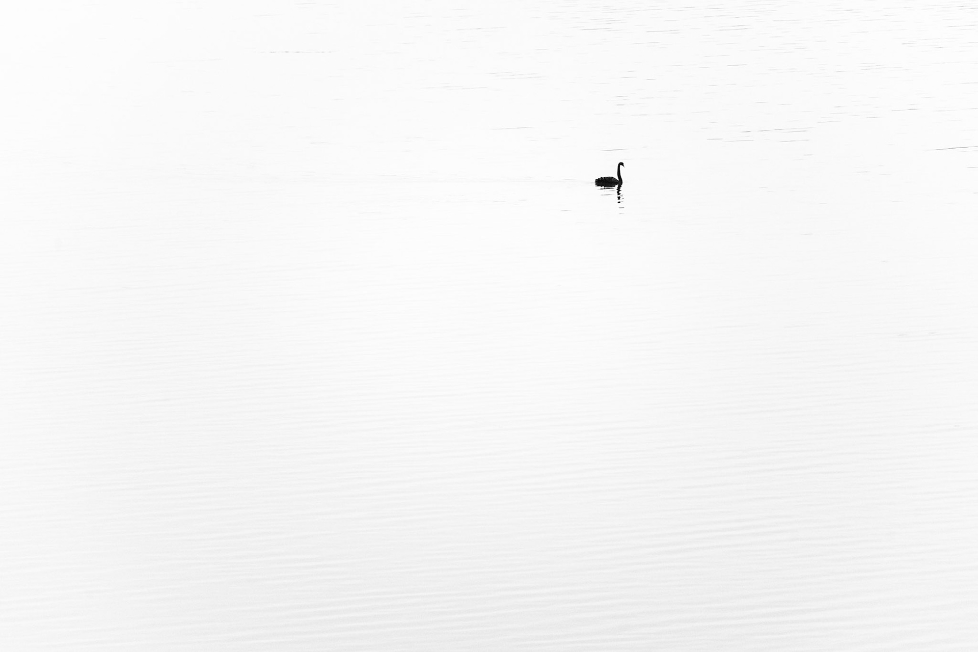 Black Swan - Yan Yean
