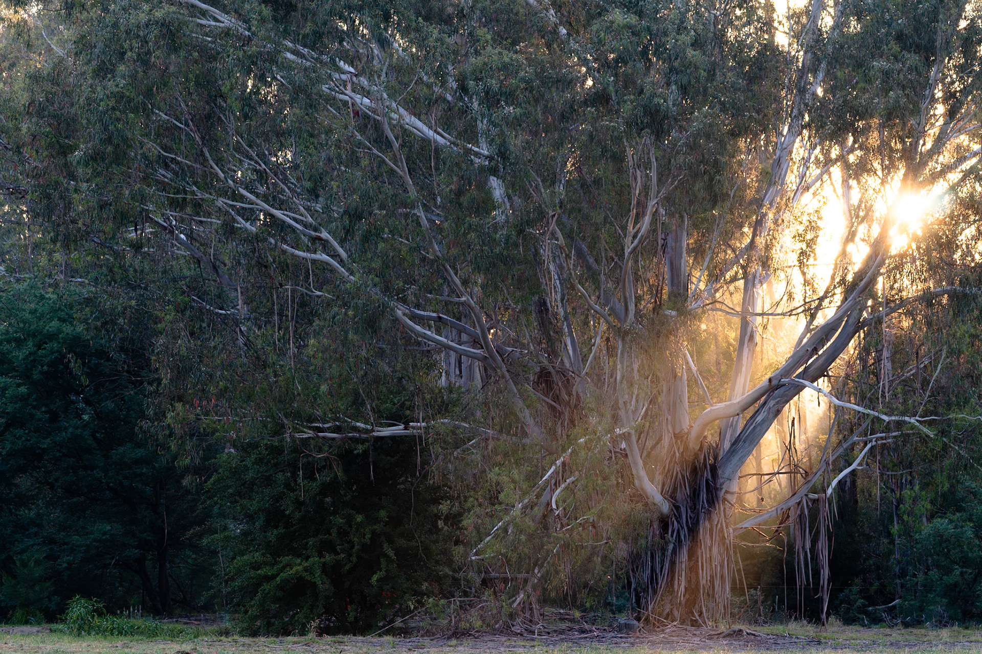 Candle bark sunrise - Hurstbridge
