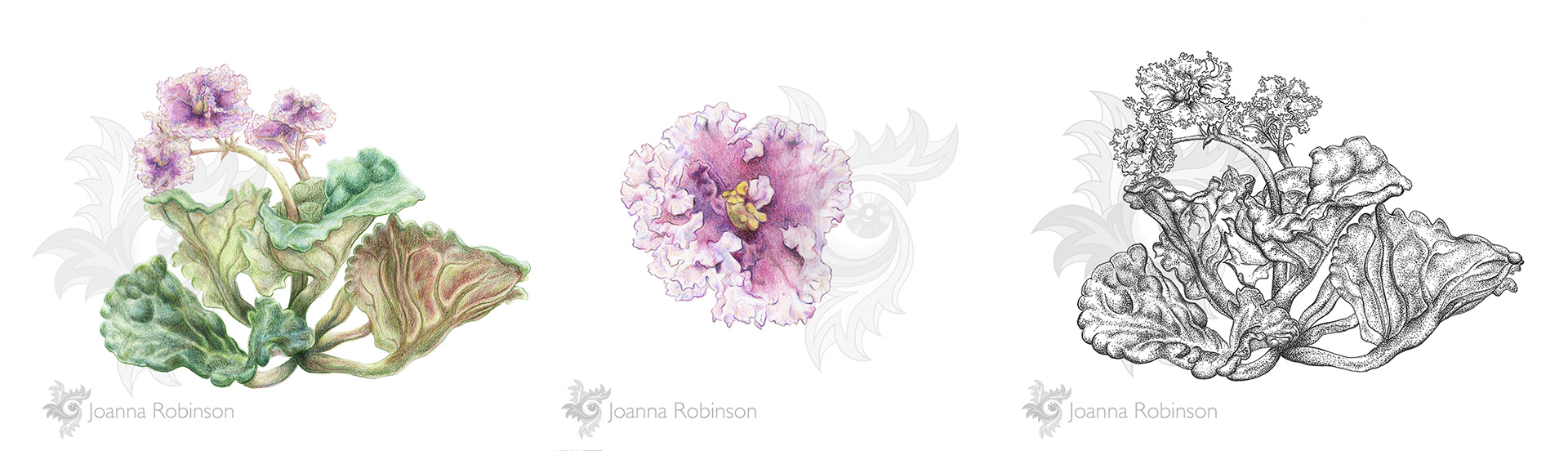Close observation drawings of a Lacy Lass African Violet. Watercolor wash/colored pencil and ink.
