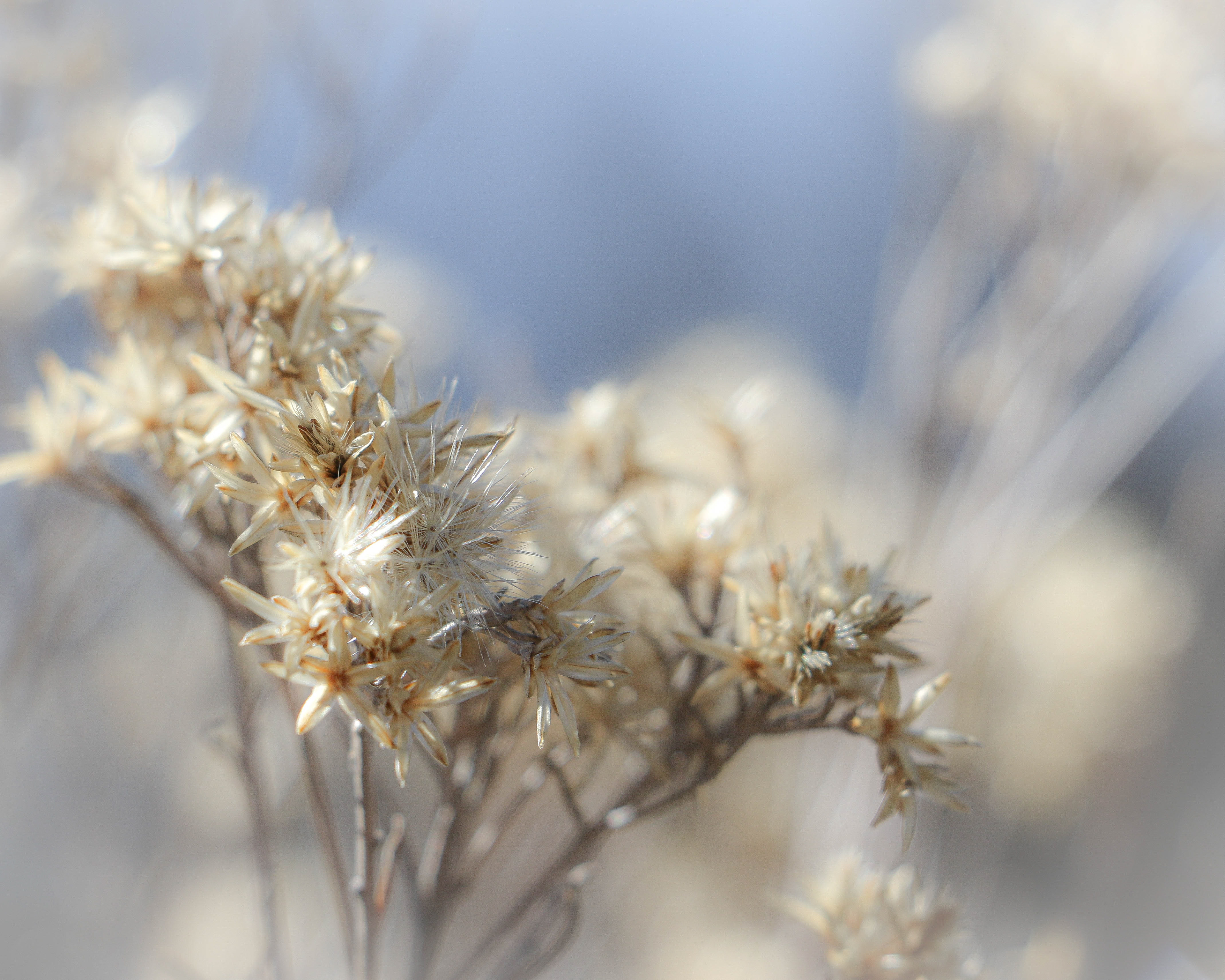 A plant closeup, dried in the winter time. large bushy plant.