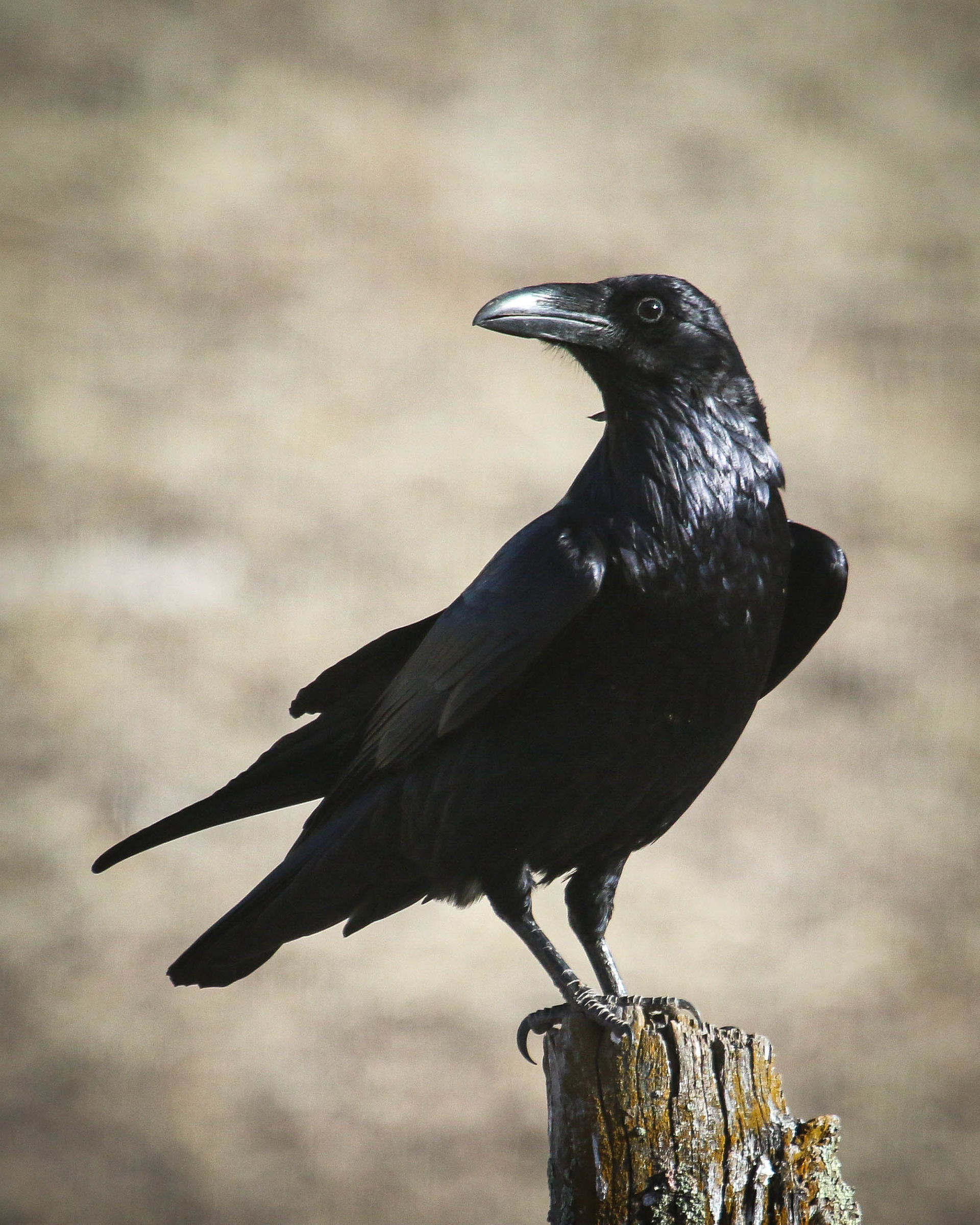 The American Crow has been a frequent visitor