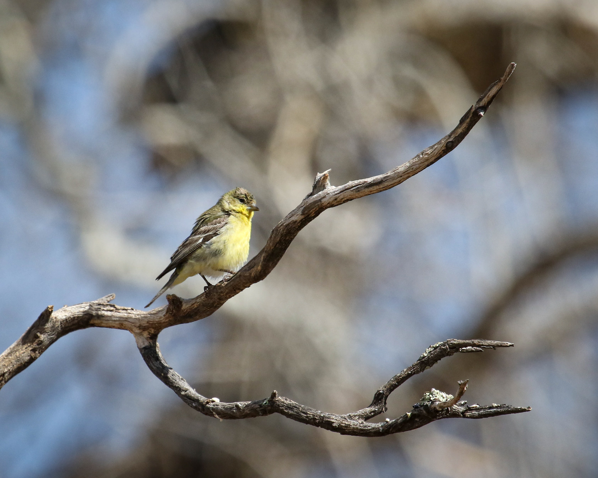 Who are you calling lesser? A Lesser Goldfinch turns to give me "the look".