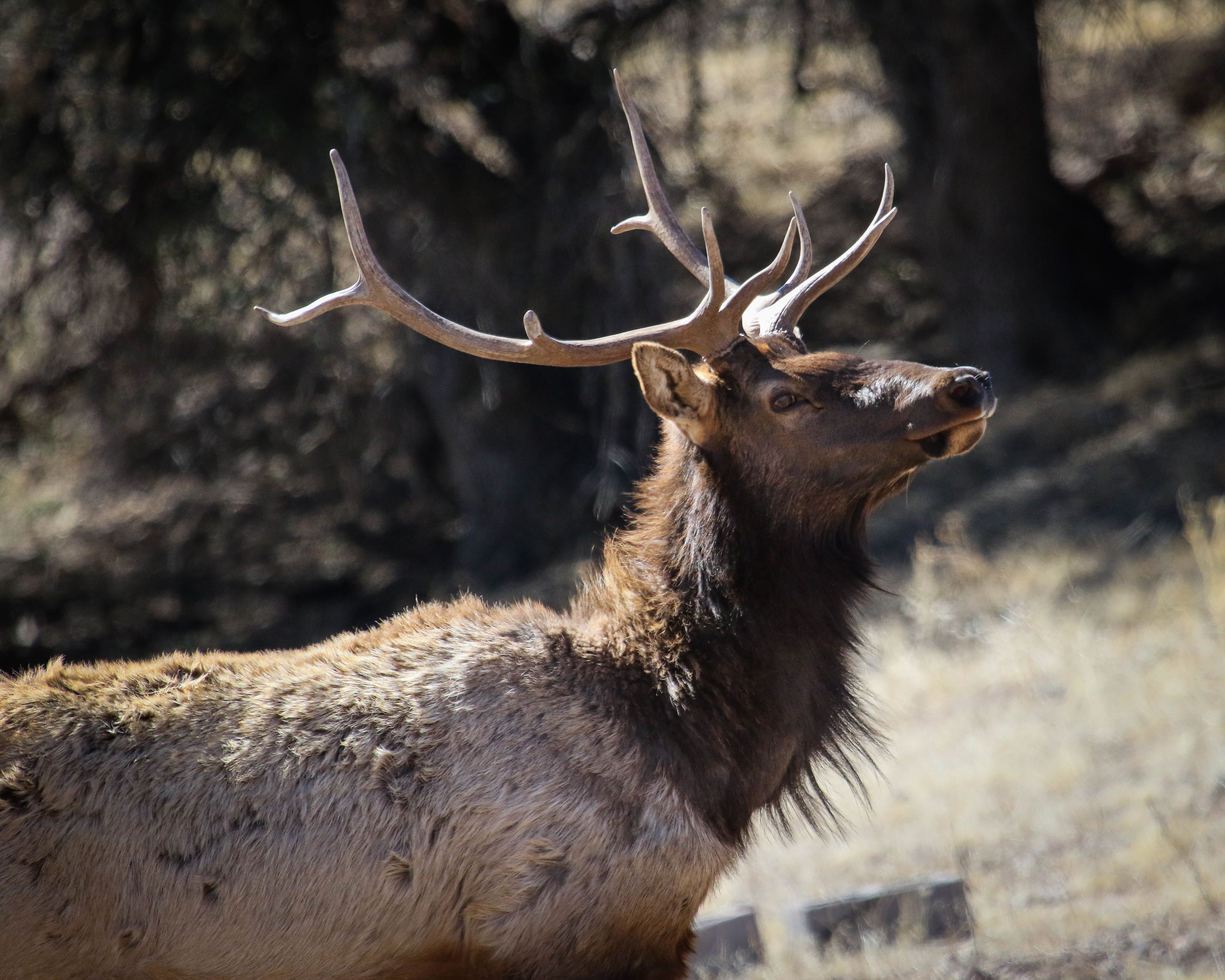 A bull elk pauses to watch what I am doing.