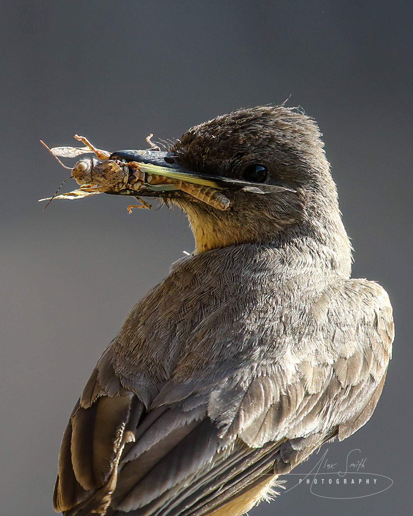 Say's Phoebe brings her babies a meal