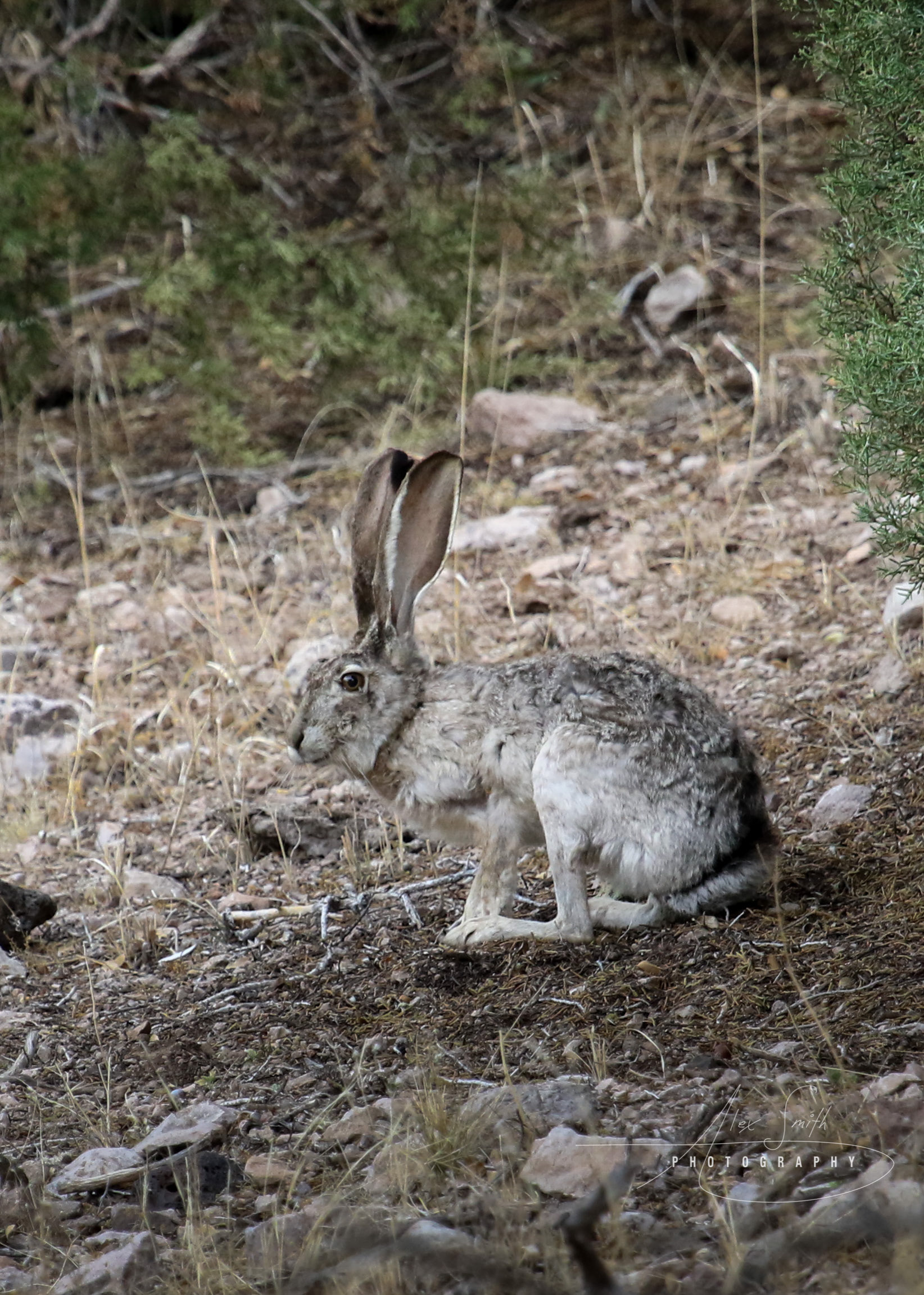 Mr Jack Rabbit Visits