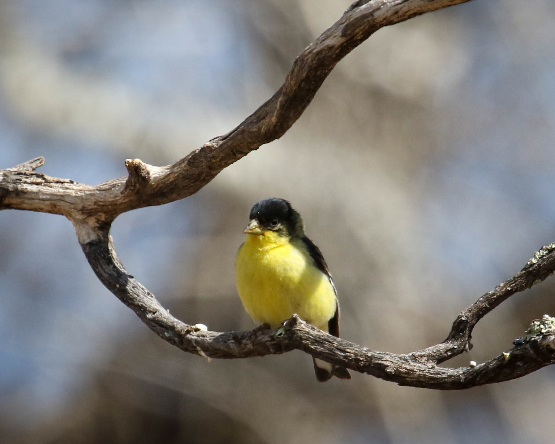Lesser Gold Finch (male) takes a break on the branch.