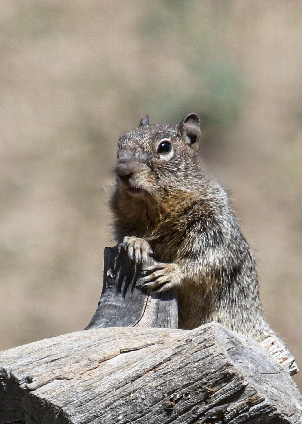 Ground Squirrel Strikes a pose