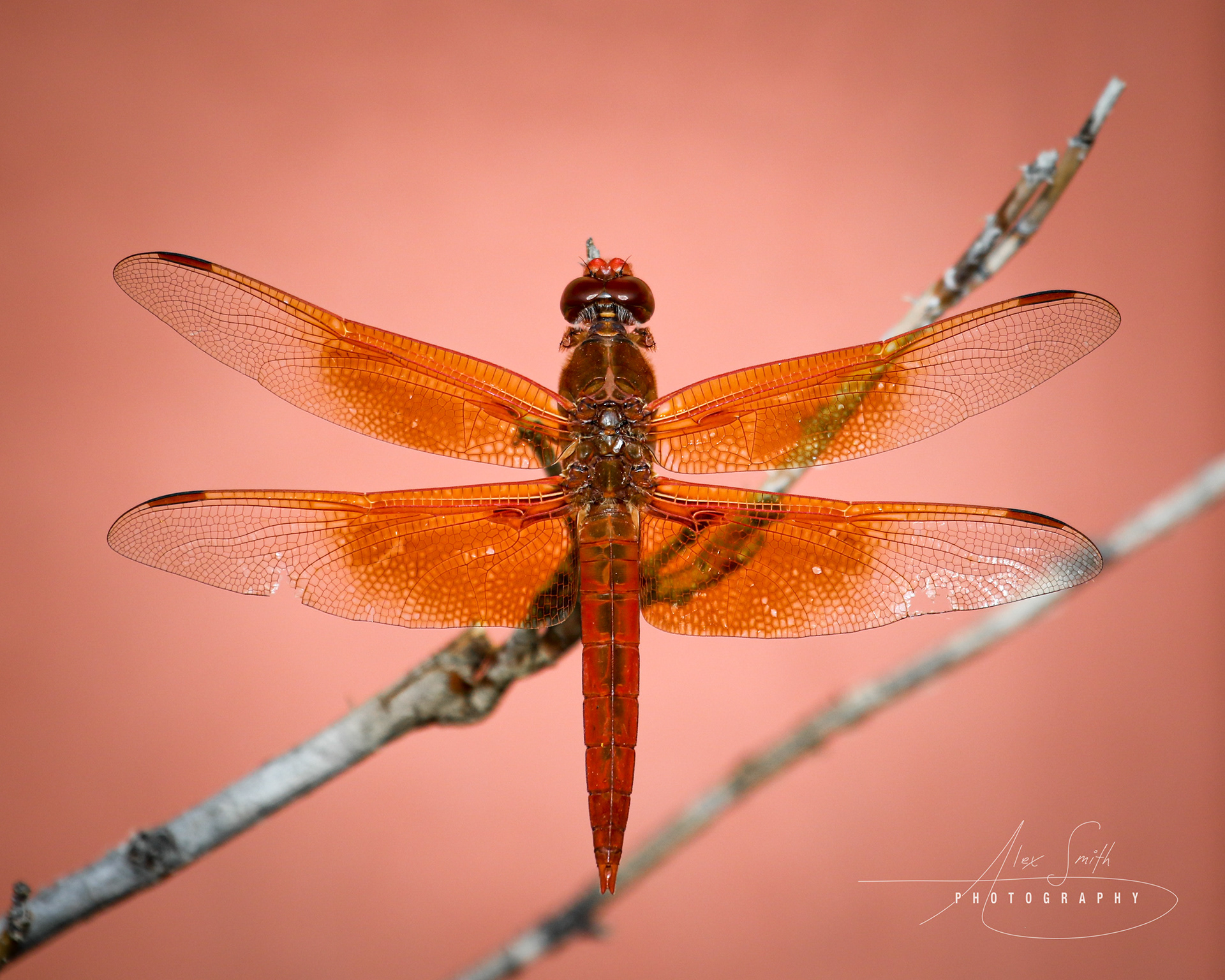 Red Dragonfly