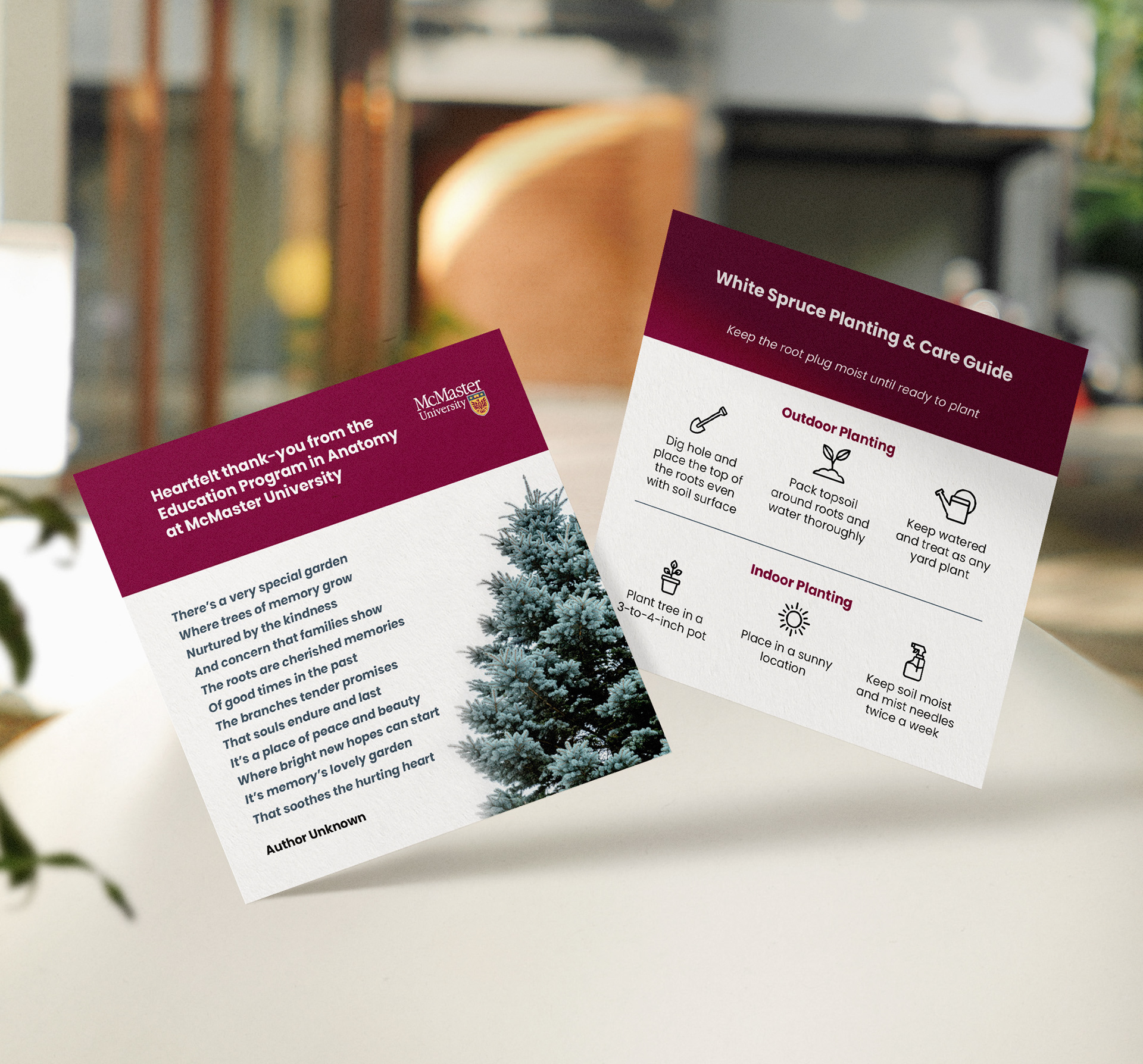 McMaster Service of Gratitude Sapling Cards