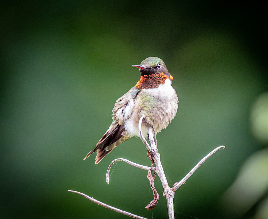 Hummingbird in the rain, Goshen, MA