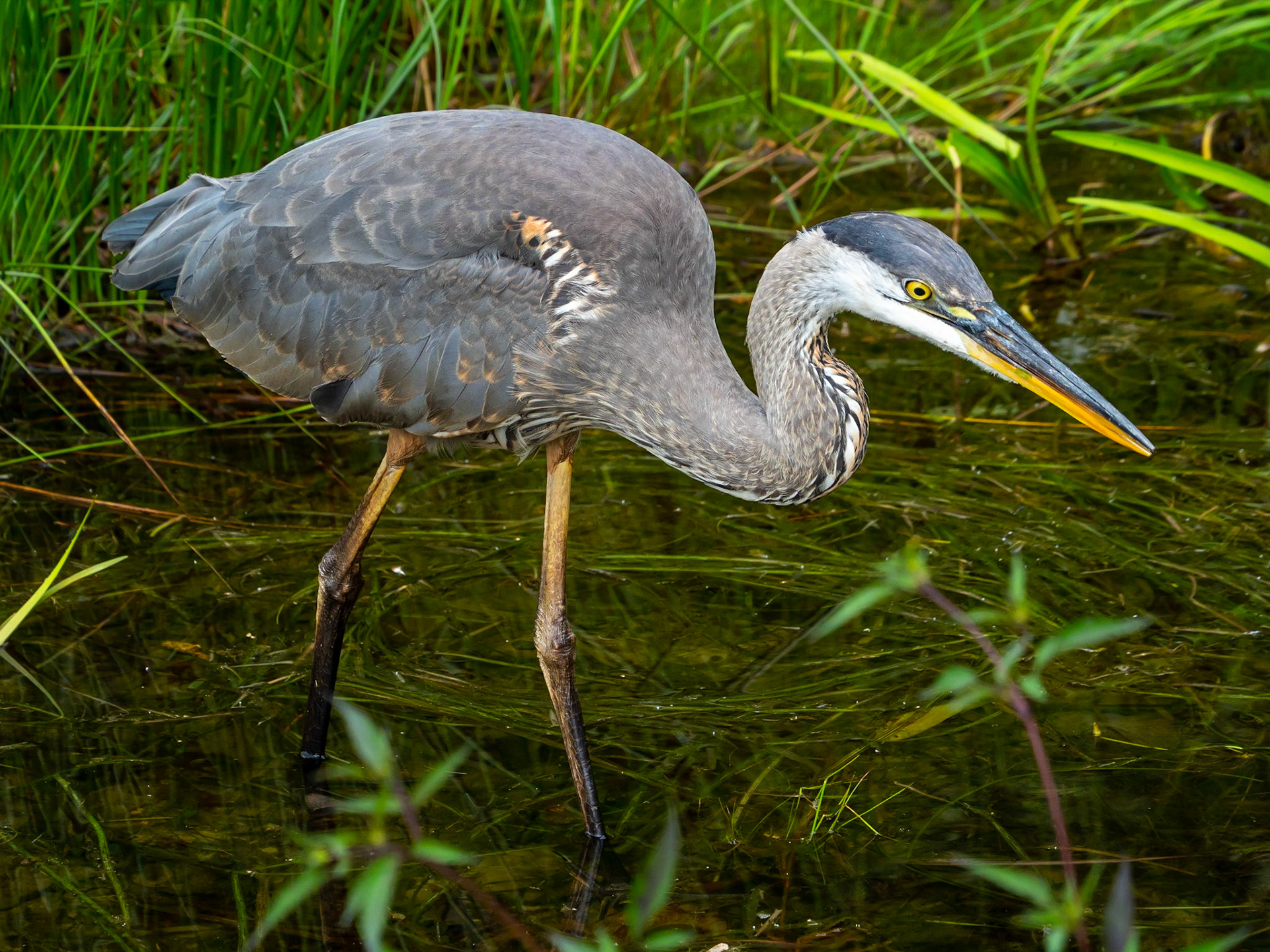 Blue Heron, Goshen, MA