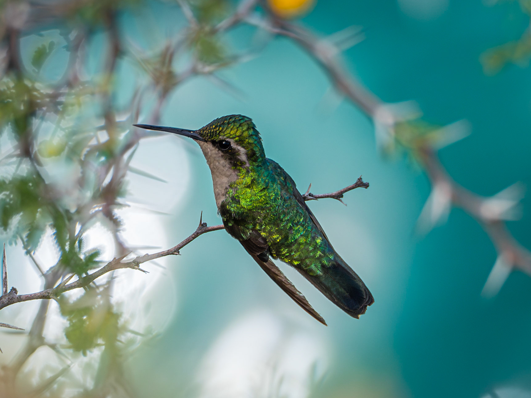 Hummingbird
