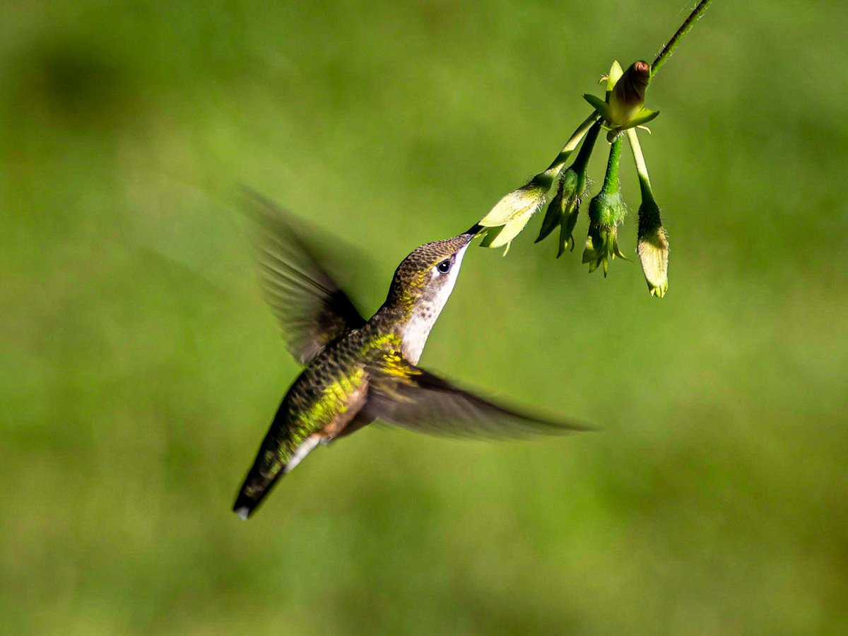 Hummingbird, Goshen, MA