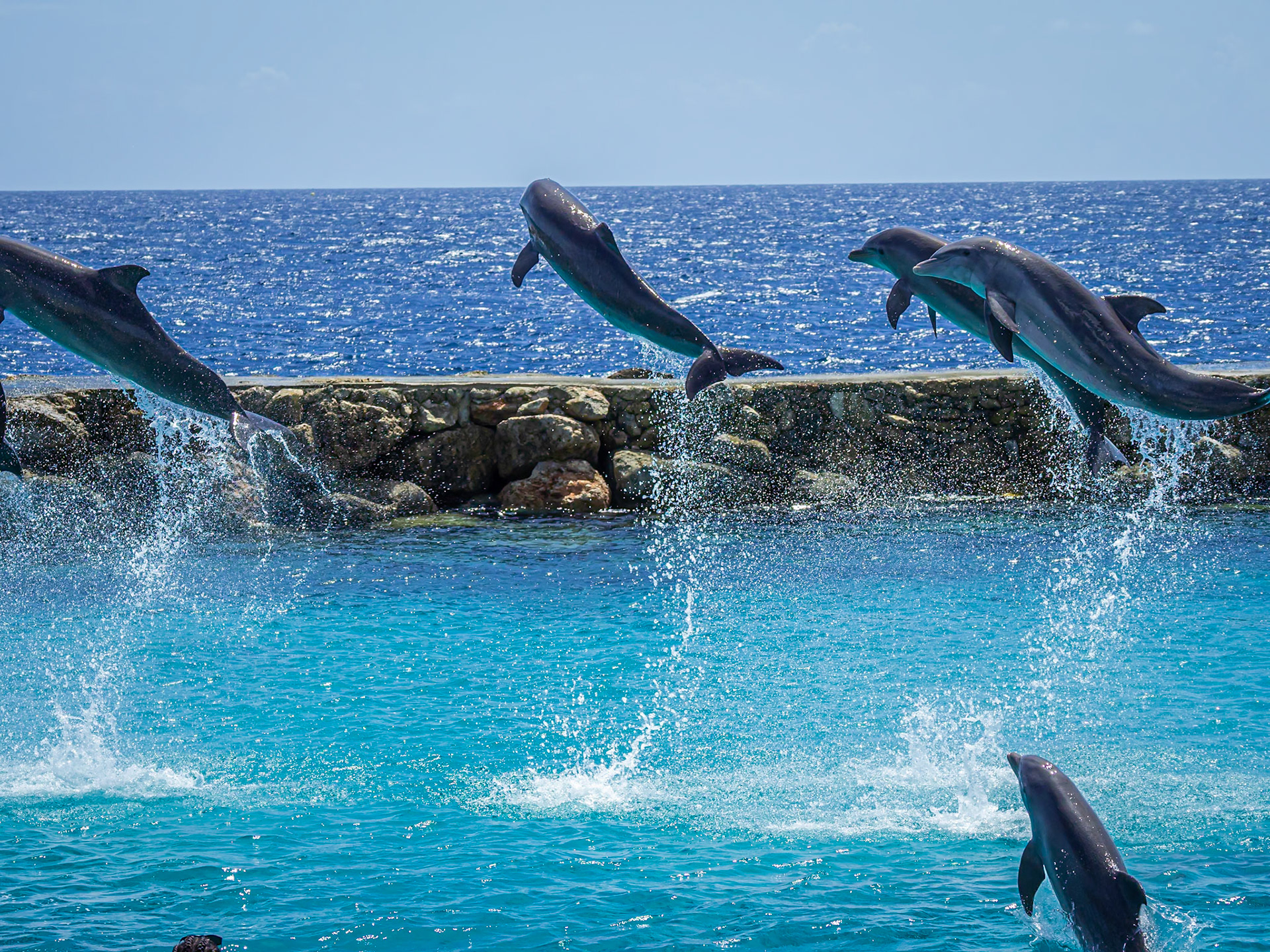 Dolphins at Curacao Sea Aquarium