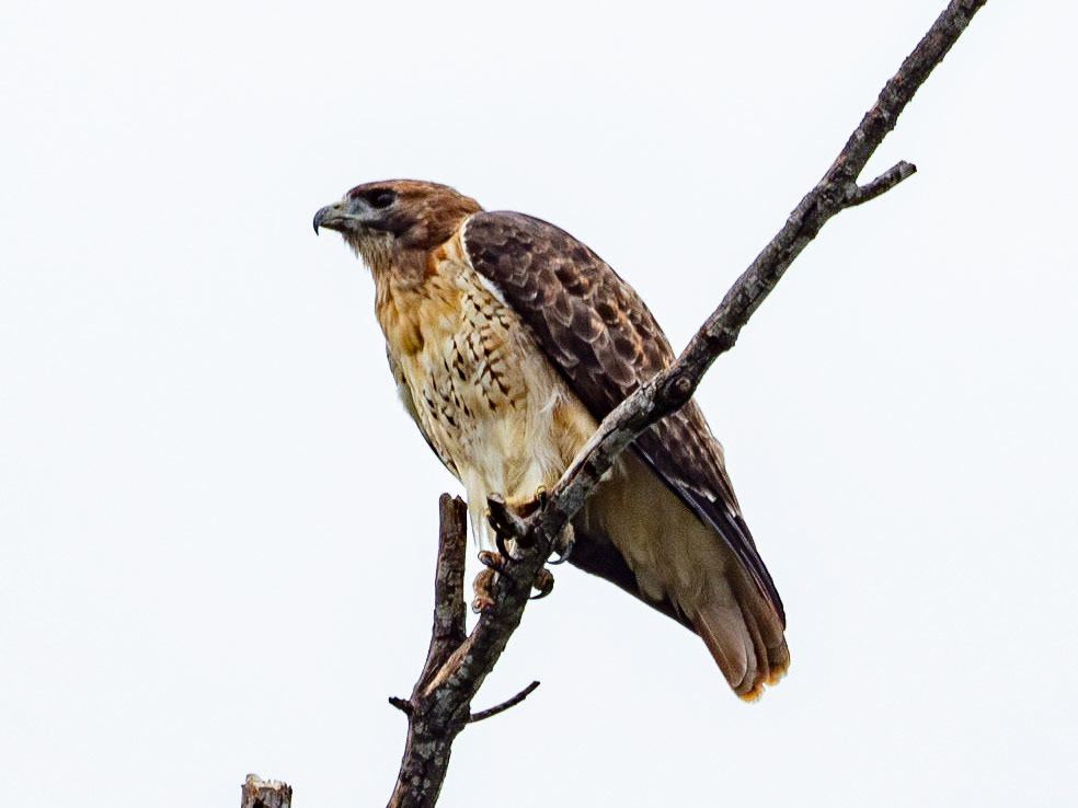 Hawk, Richland Chambers, TX