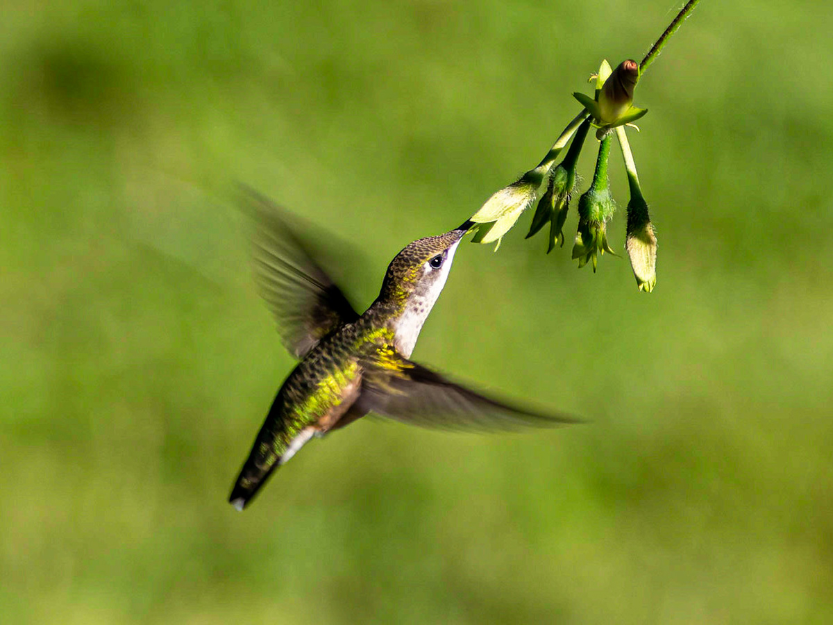 Hummingbird, Goshen, MA