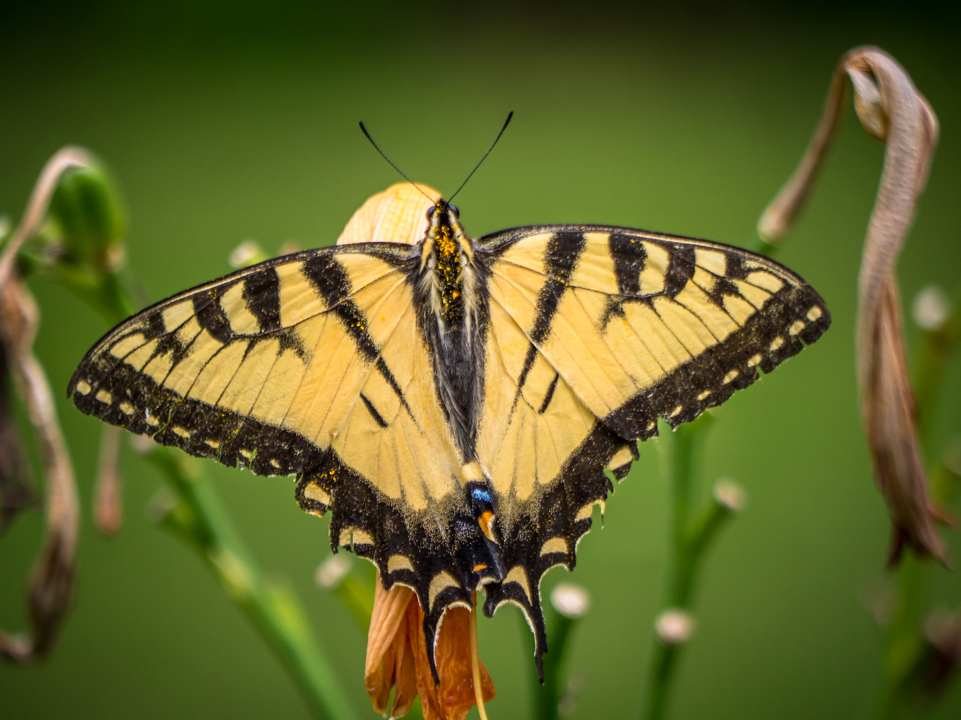 Eastern Tiger Swallowtail