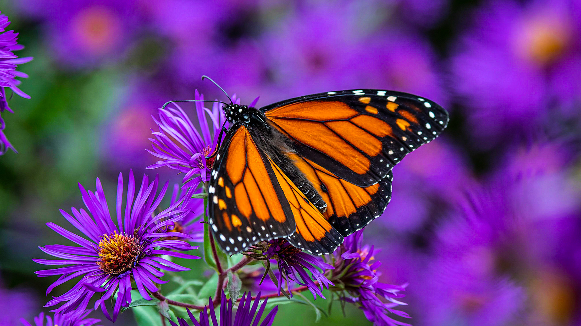 Monarch Butterfly
