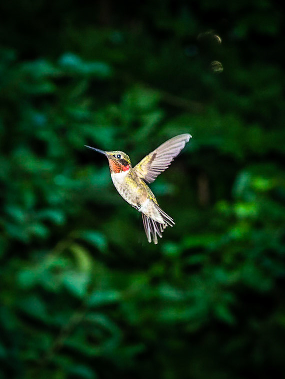 OLYMPUS DIGITAL CAMERA