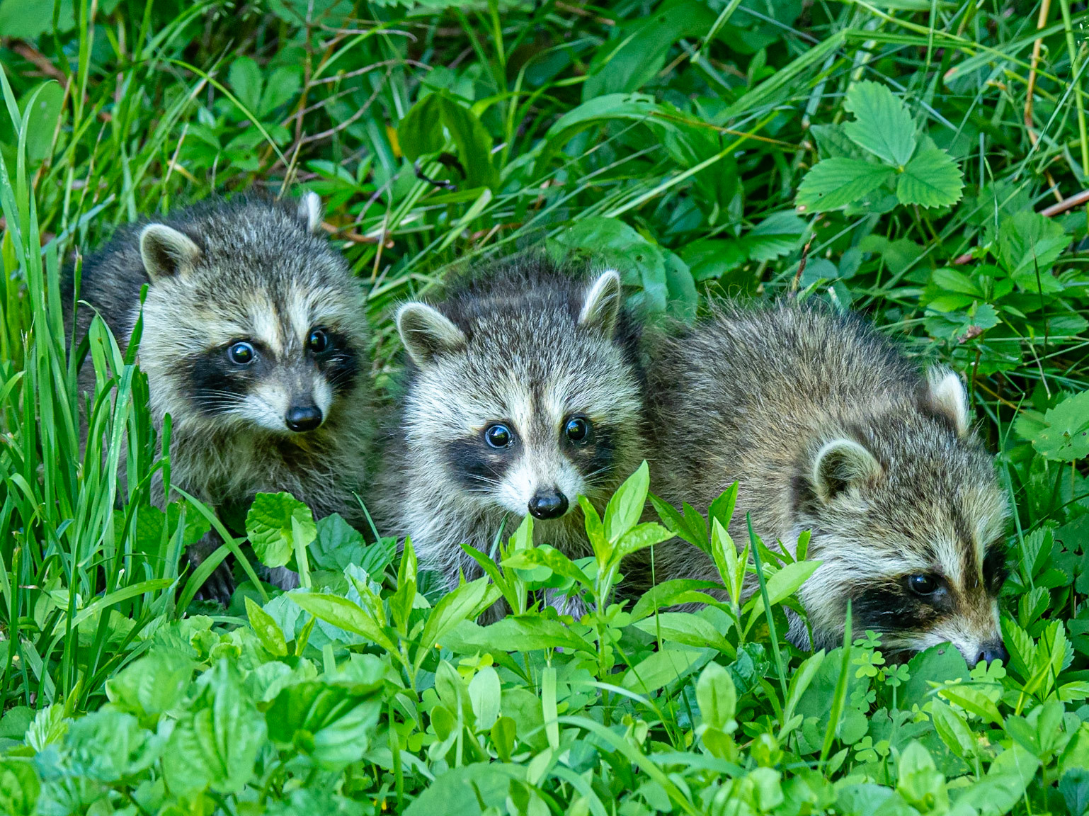 Racoon kits