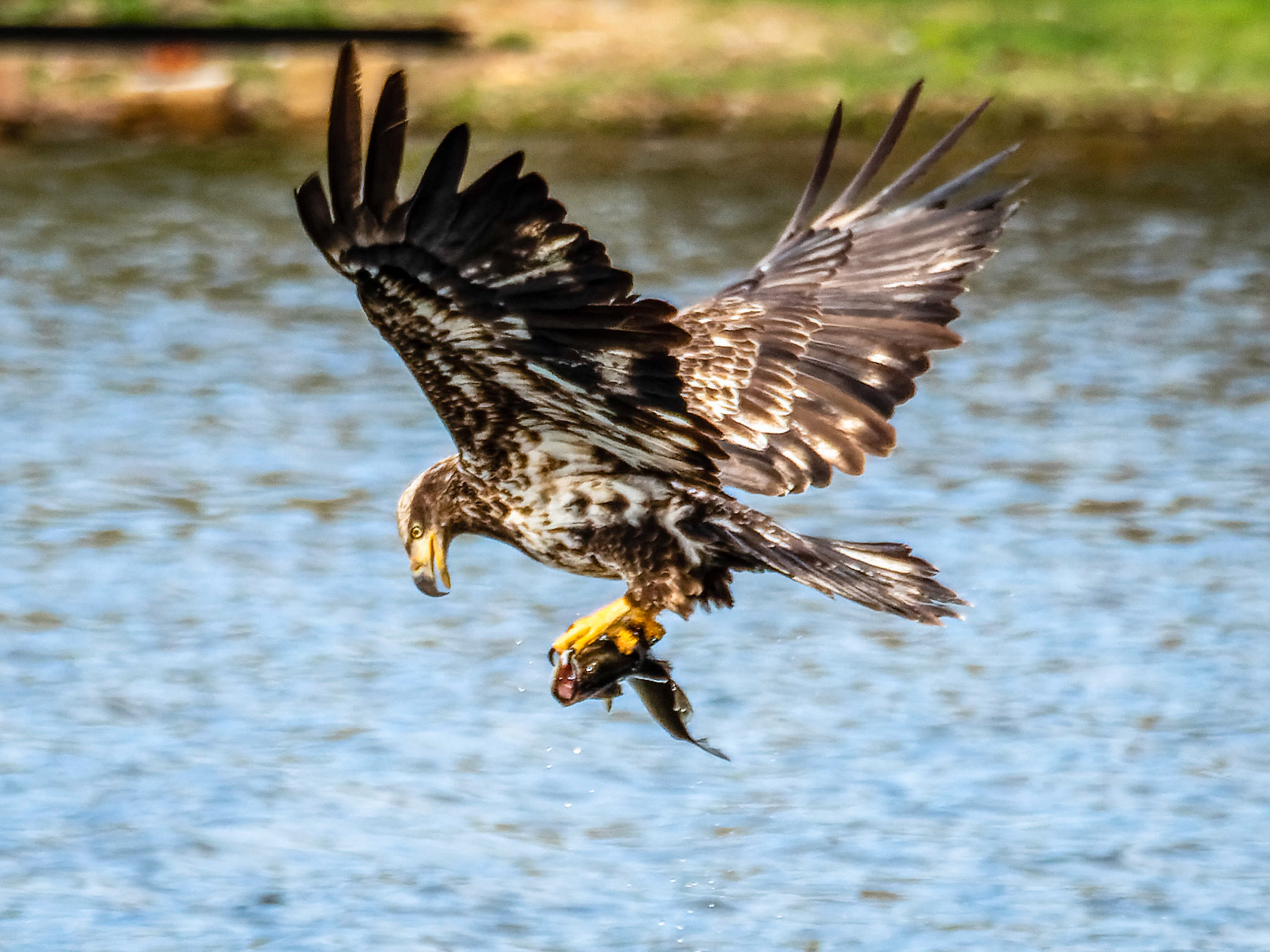 Juvenile Bald Eagle, Highland Lake, Goshen, MA