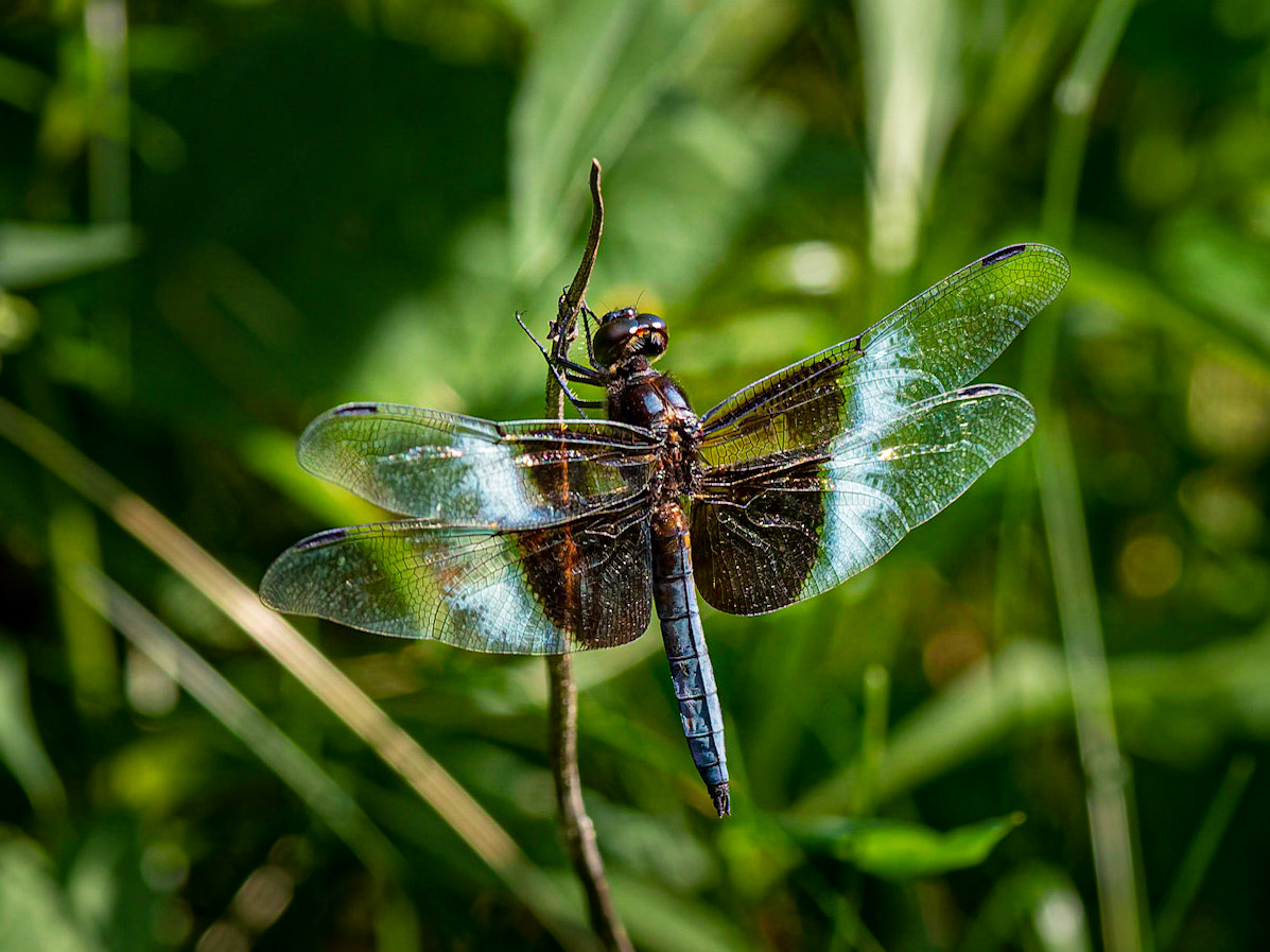 Dragonfly