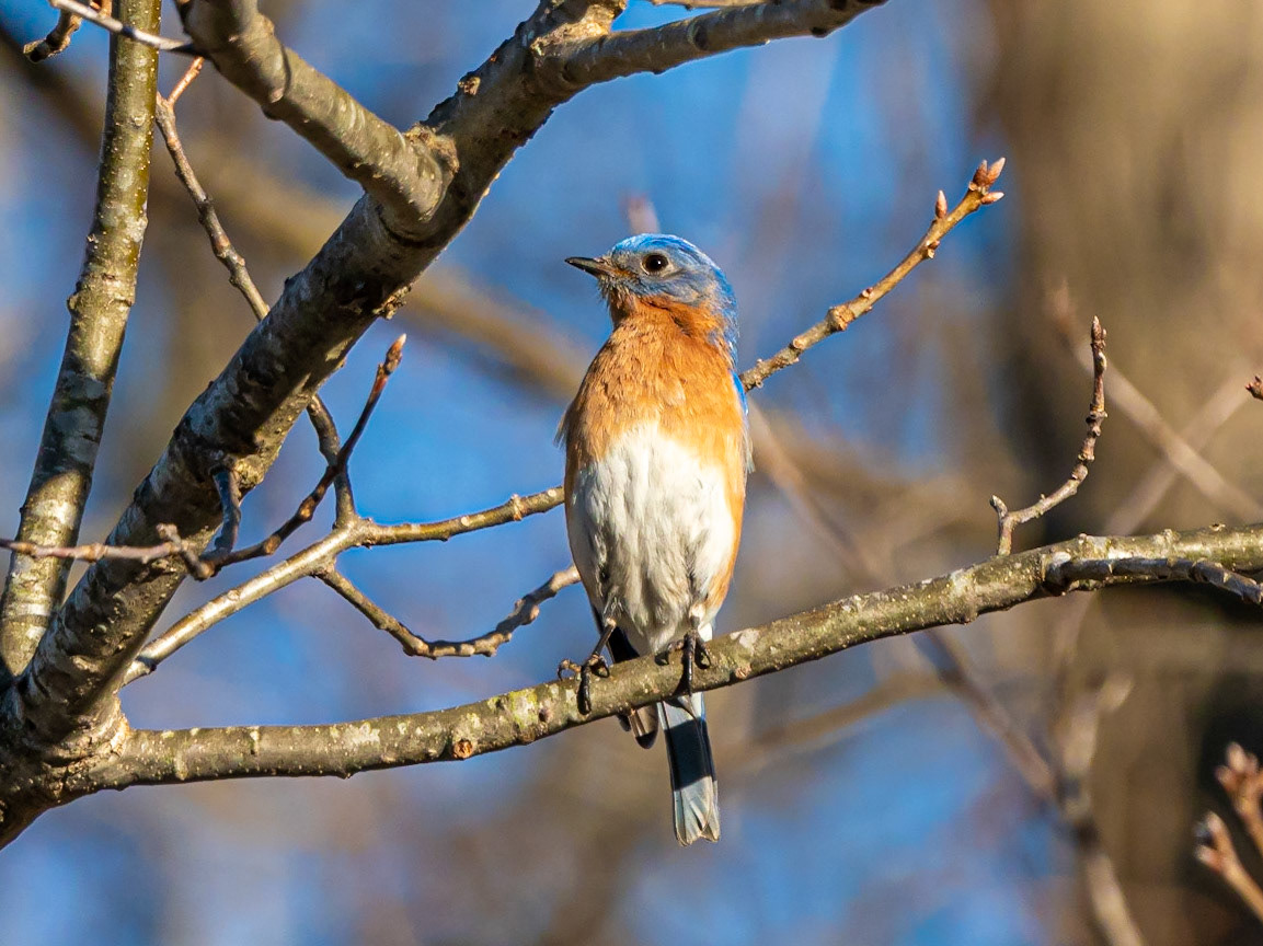 Bluebird, Goshen, MA