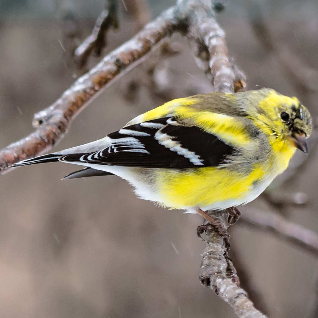 Goldfinch
