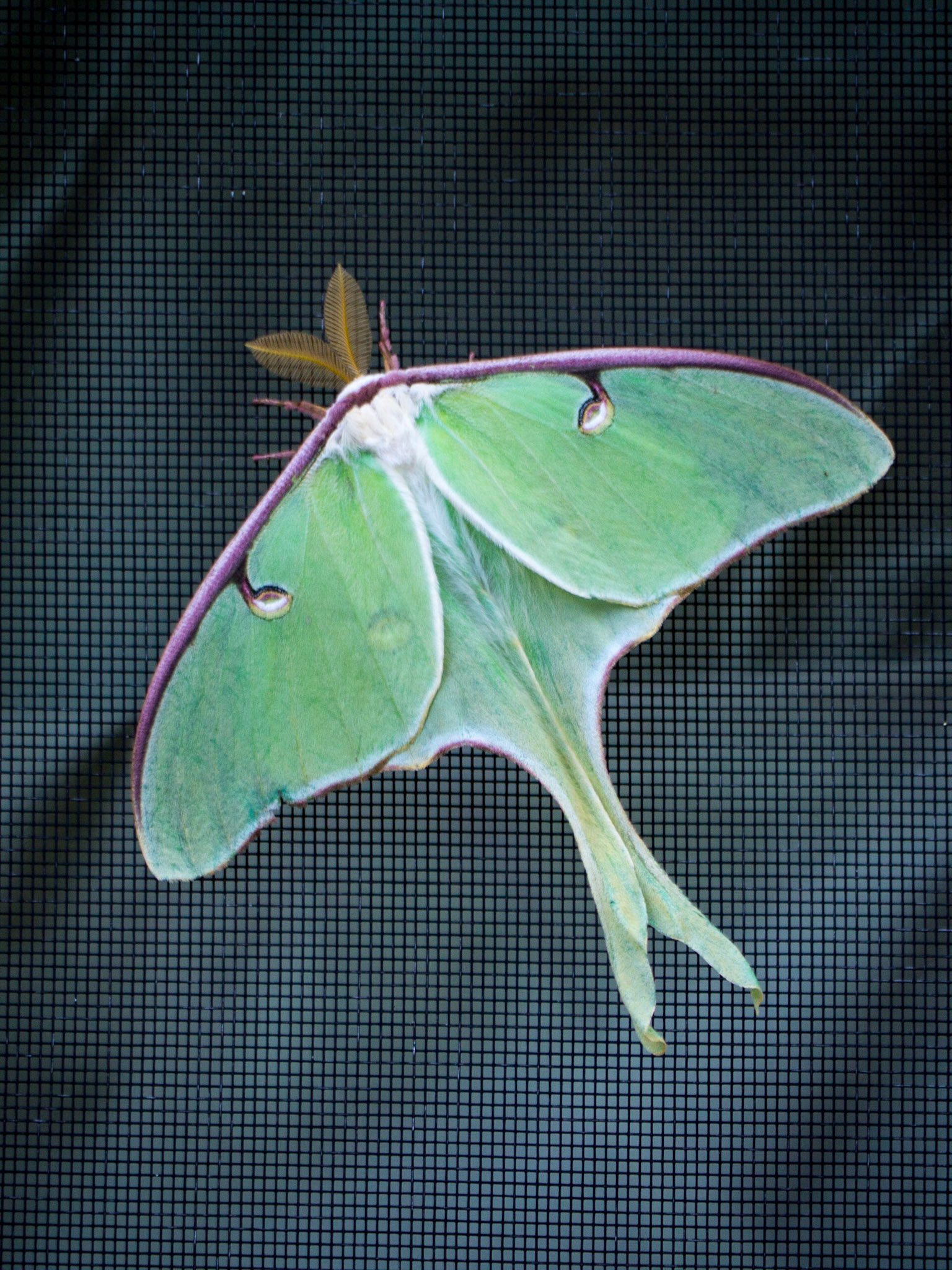 Lunar Moth