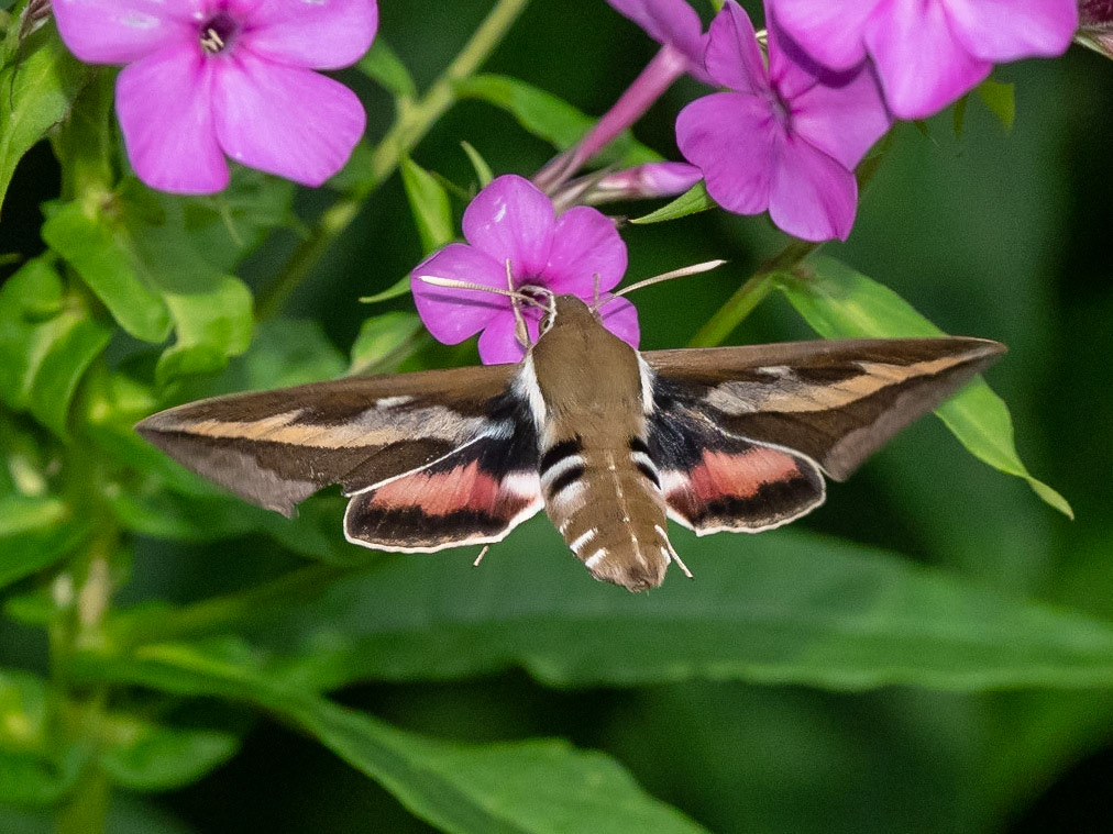 HummingMoth