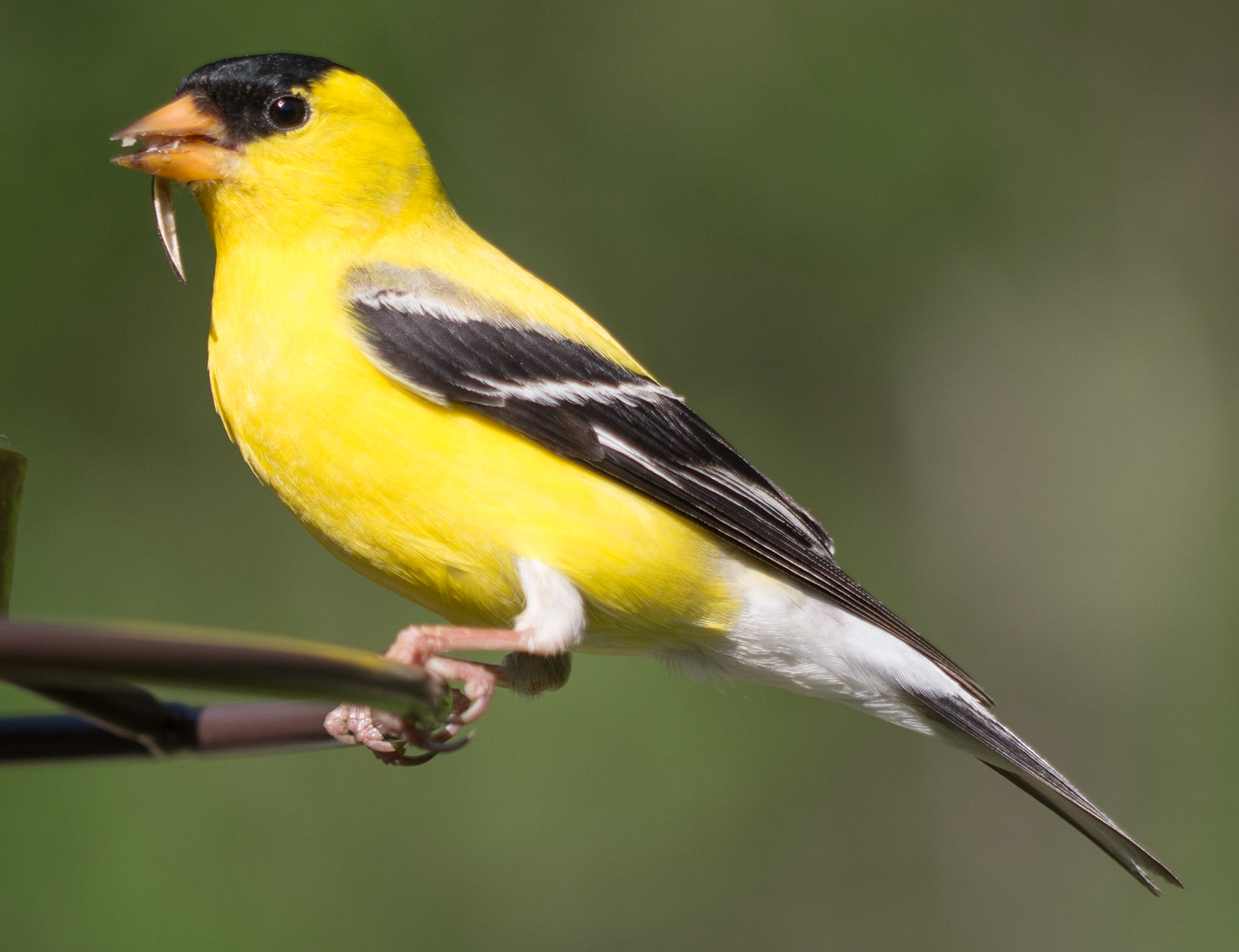 Goldfinch