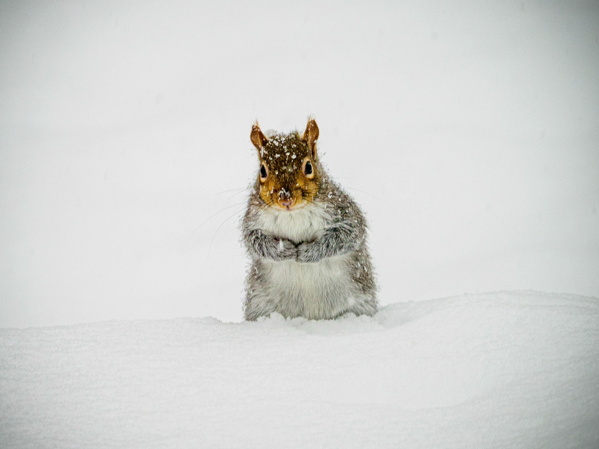 Red squirrel looking for a Christmas treat