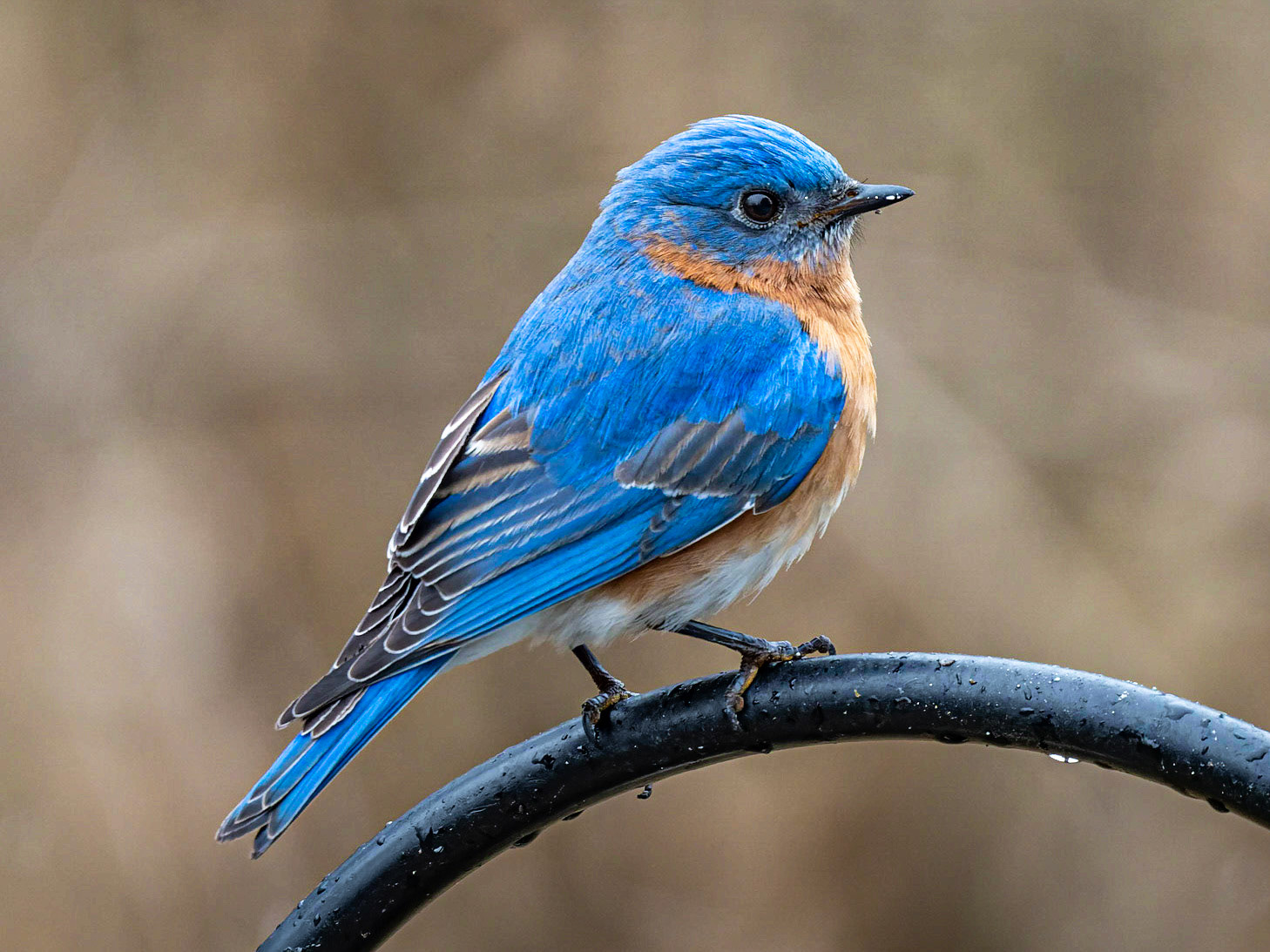 Bluebird, Goshen, MA