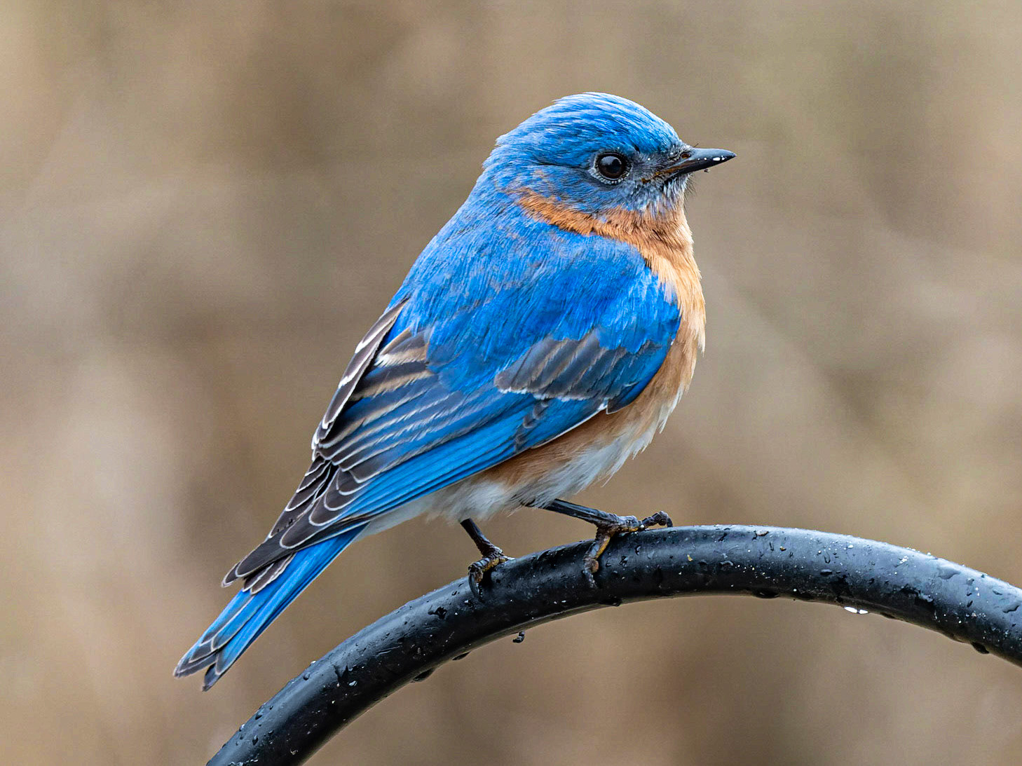 Bluebird, Goshen, MA