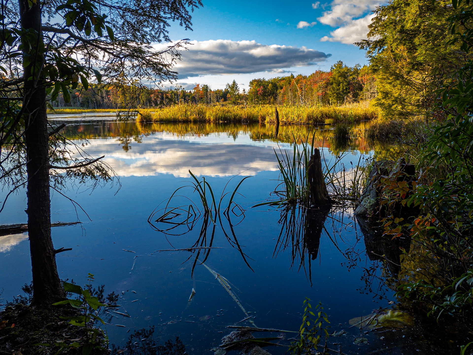 Beaver Pond, DAR State Forest, Goshen, MA