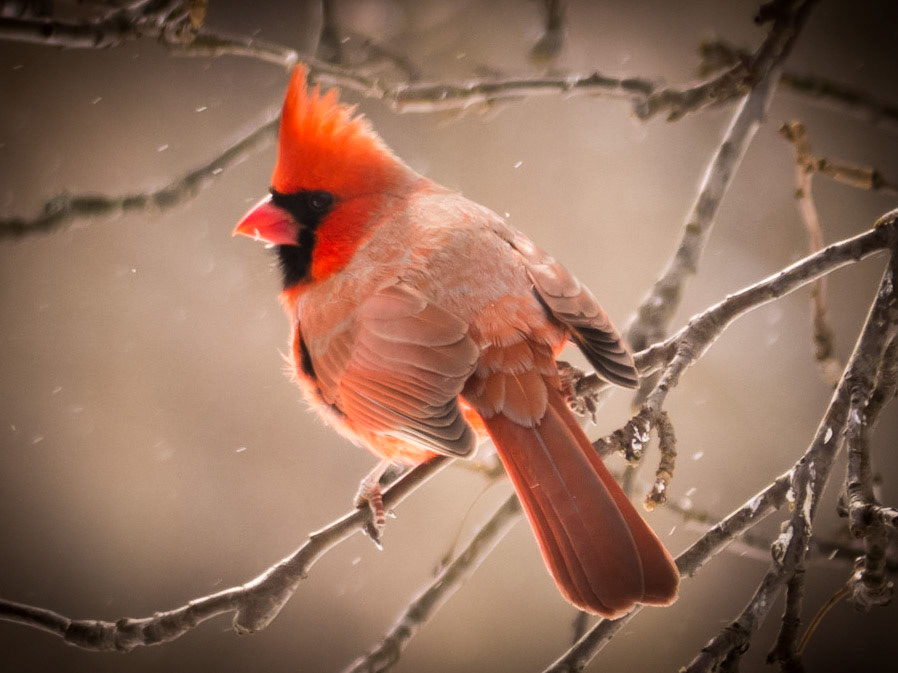 Young cardinal