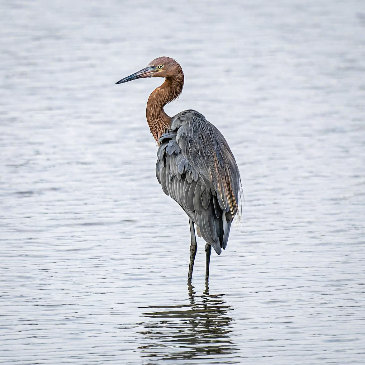 Reddish Egret
