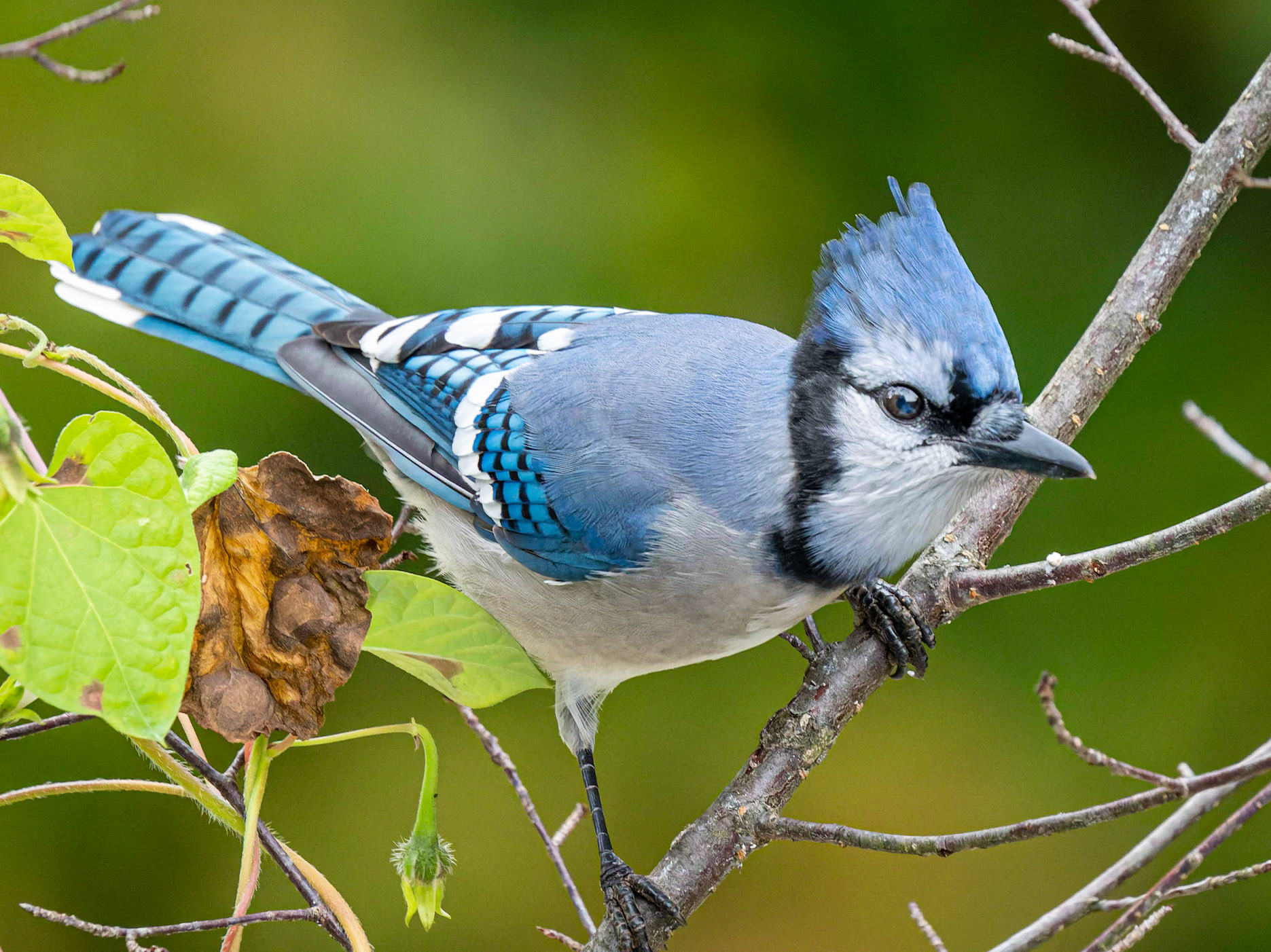 Blue Jay, Goshen, MA