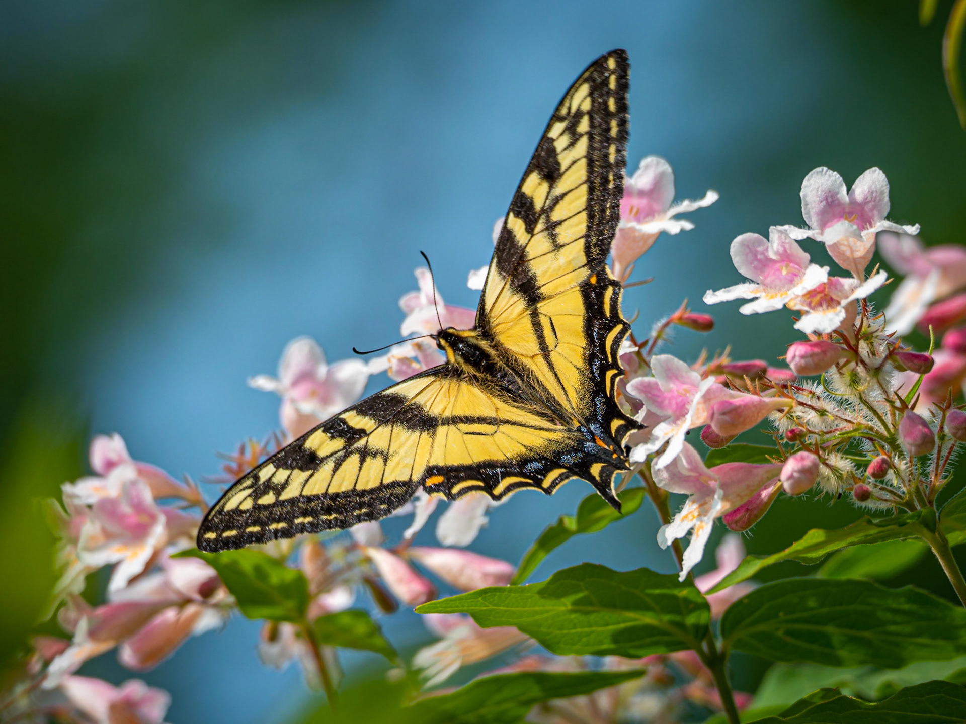 Eastern Tiger Swallowtail