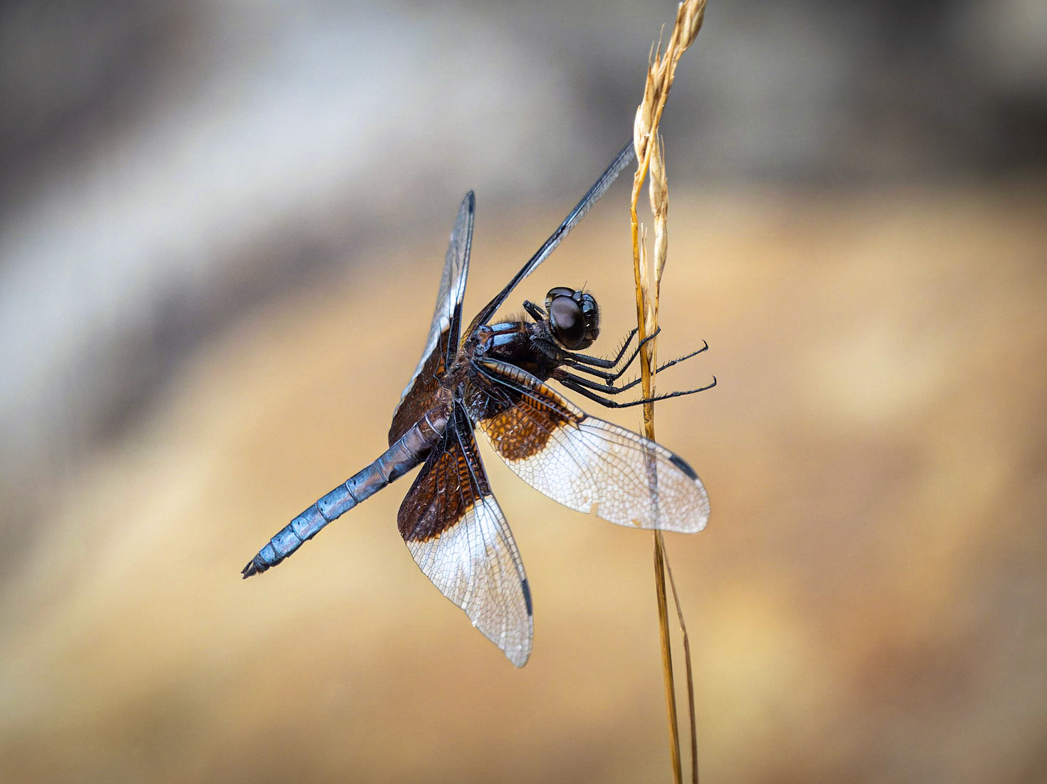 Dragonfly, Goshen, MA