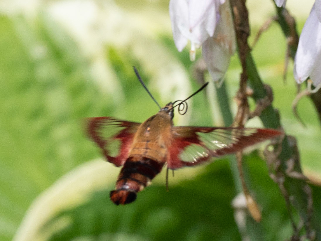 HummingMoth