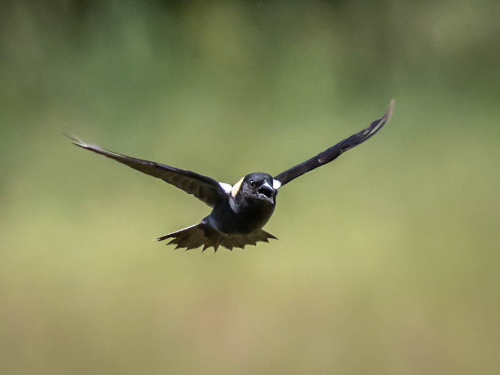 Bobolink, Tilton Farm, Goshen, MA