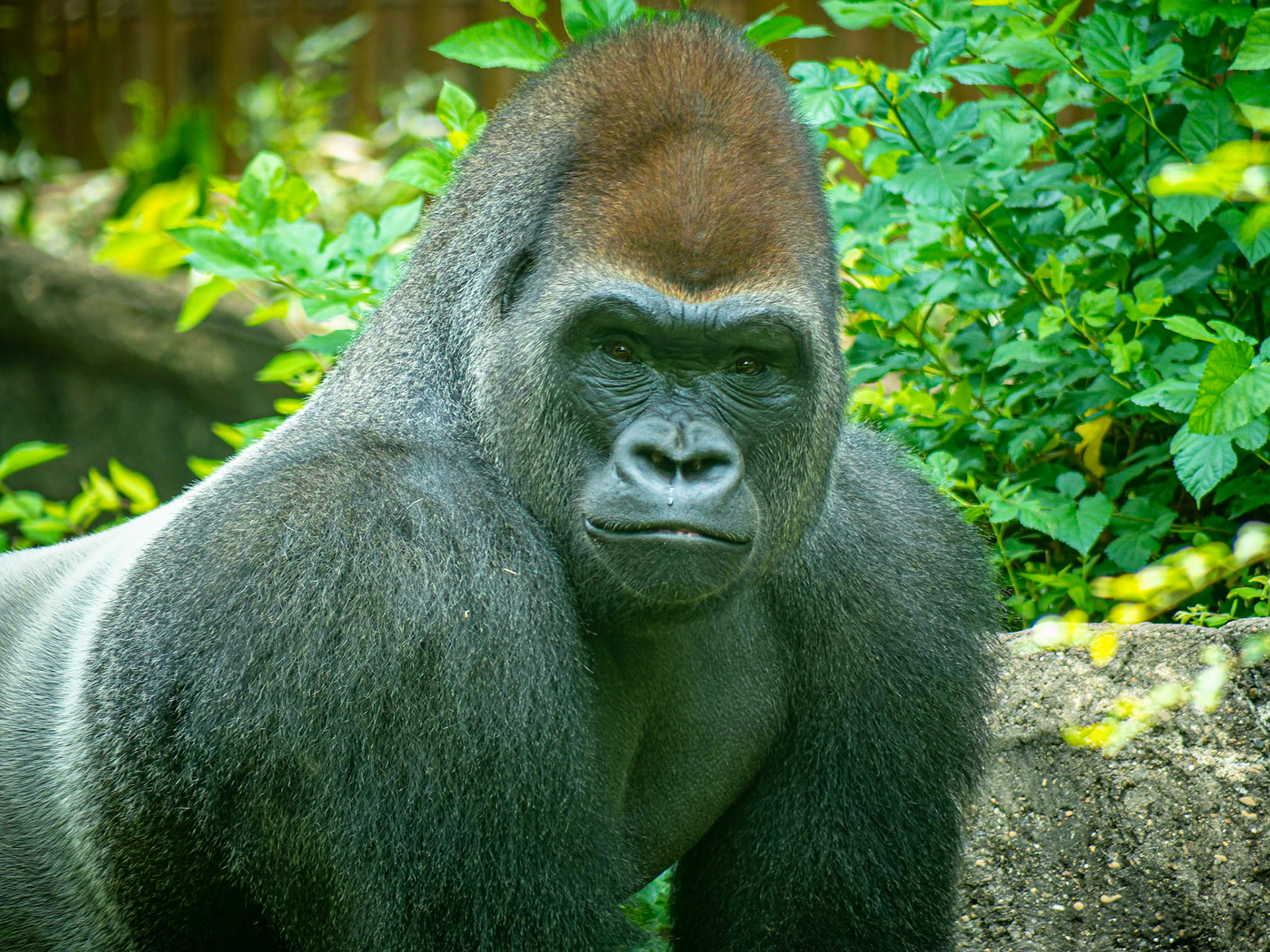 Gorilla at Dallas Zoo