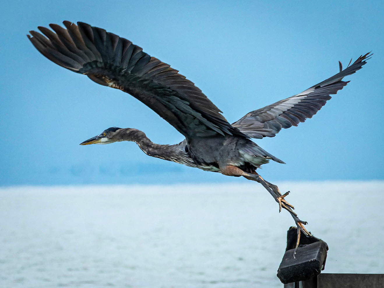 Heron Richland Chambers, TX