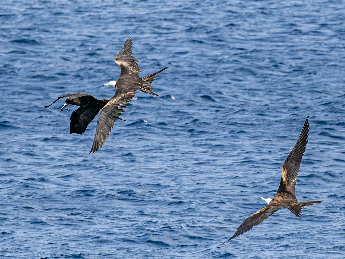 Magnificent Frigate Bird (Makuaka)