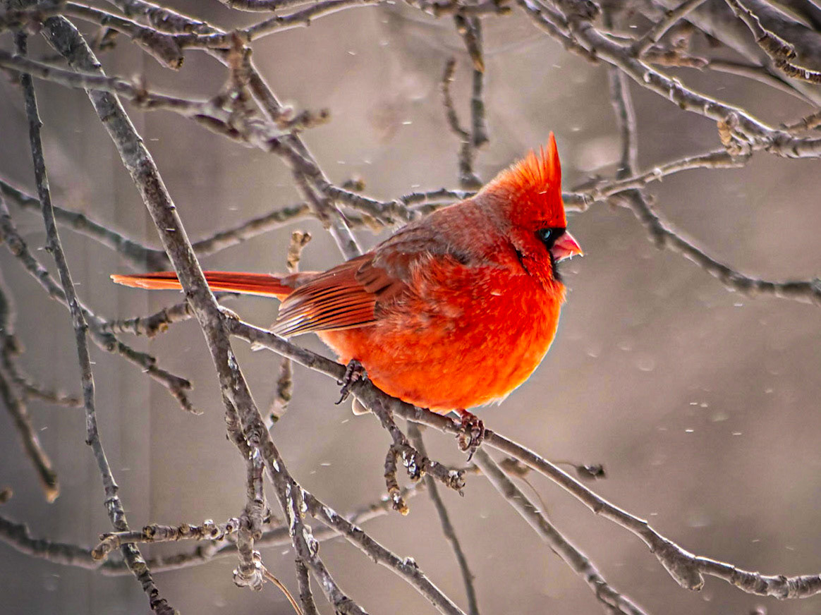 Male Cardinal, Goshen, MA