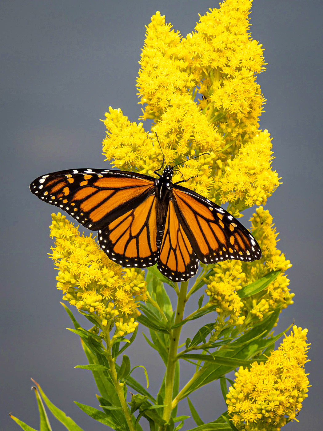 Monarch Butterfly, Goshen, MA